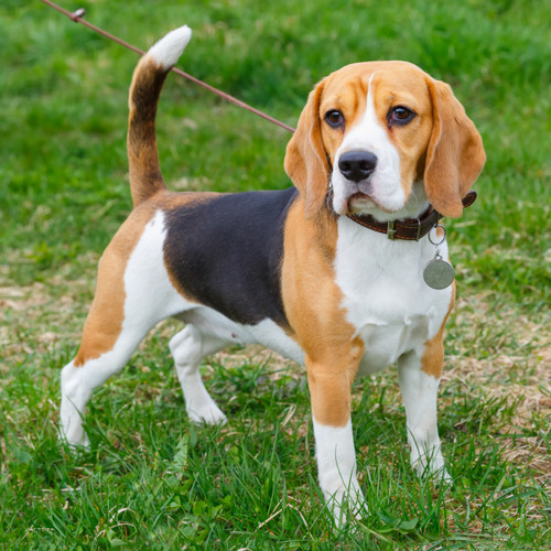 cachorro beagle sp