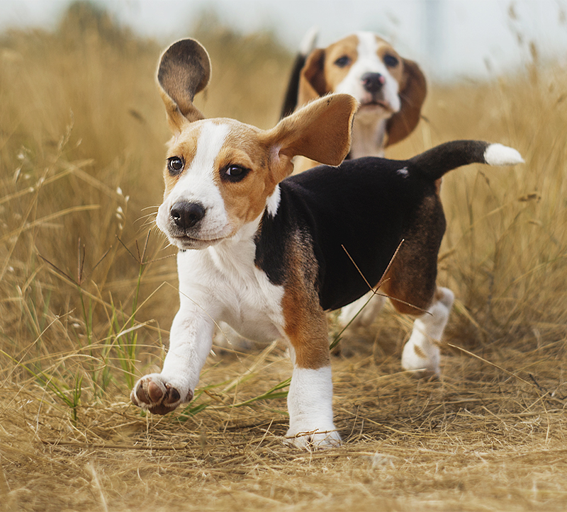filhotes de beagle