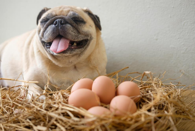 cachorro pode comer ovo?