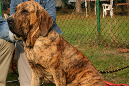 Cachorro Fila Brasileiro - Cachorro do Brasil - Cão de Guarda Brasileiro