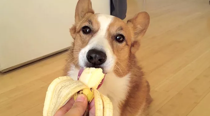 cachorro pode comer banana
