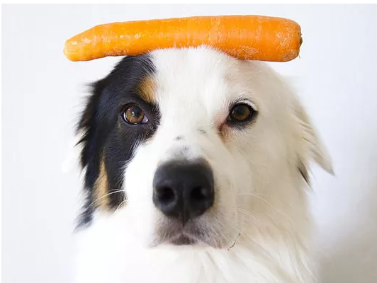 Cachorro Pode Comer Cenoura?