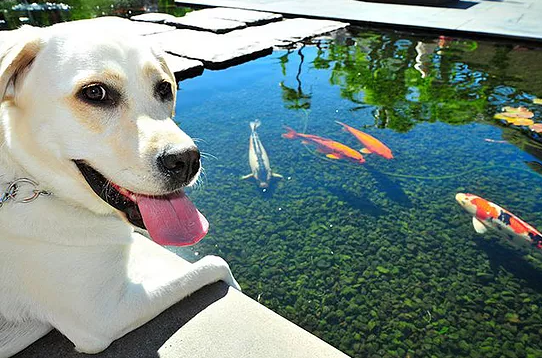 cachorro pode comer peixe cru