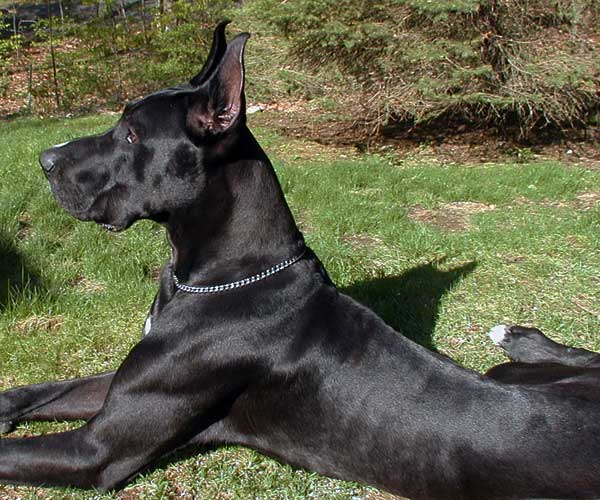 Dogue Alemao Preto E Branco