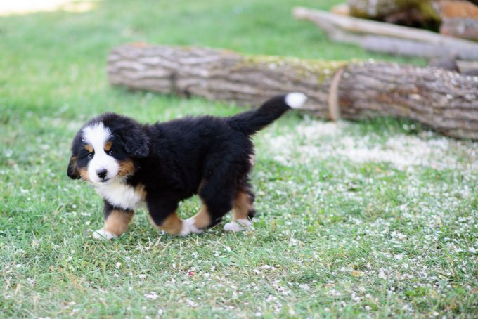 nomes para bernese