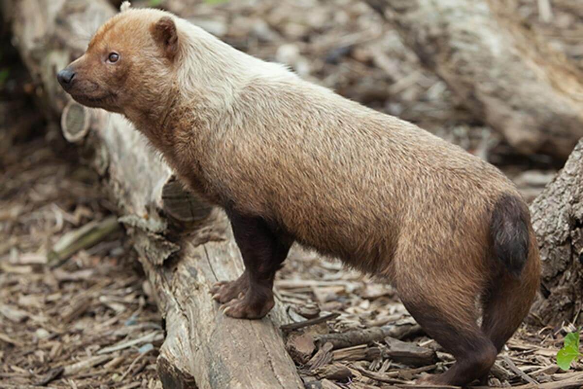 Cachorro Vinagre ou Cachorro do Mato | Saiba tudo Sobre