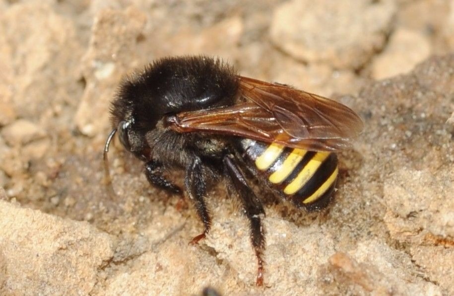 abelha mandaçaia