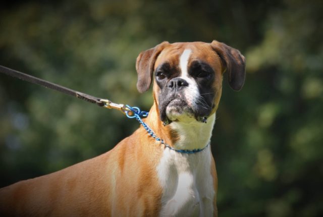 cães braquicefálicos