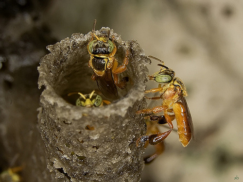 abelha de jatai