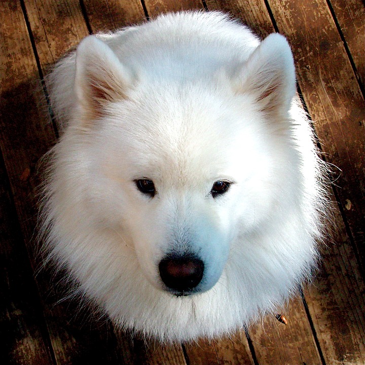 cachorro branco samoieda