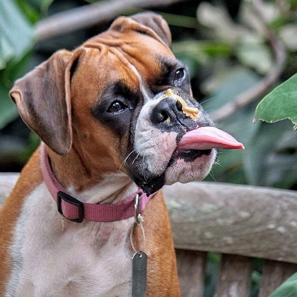 cachorro pode comer amendoim