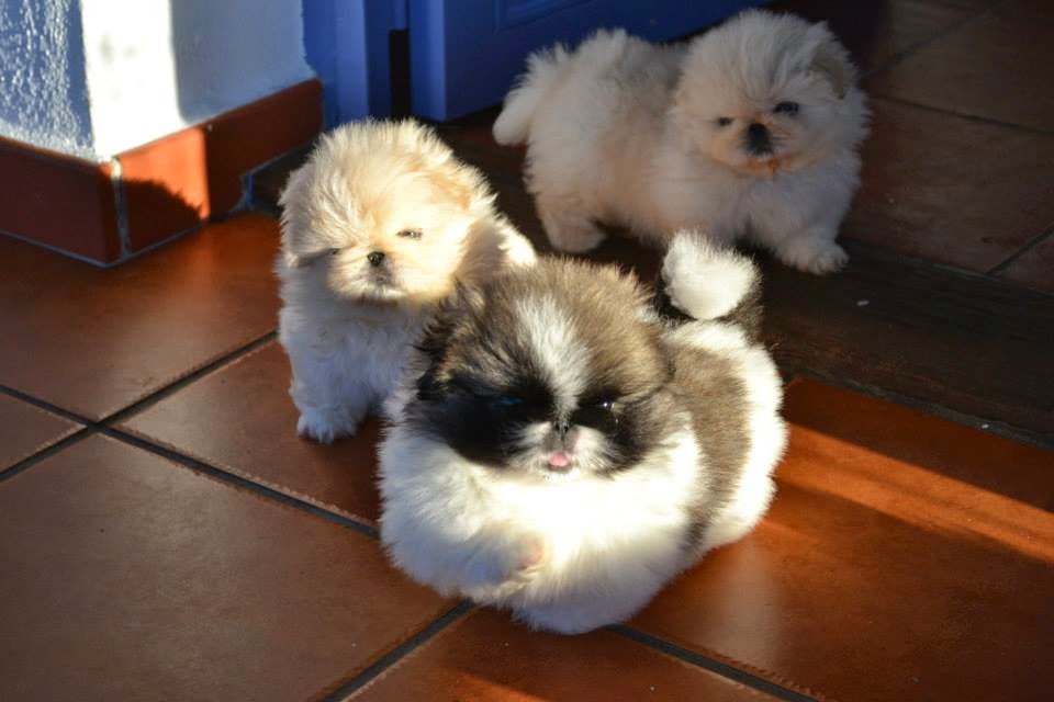 filhotes de pequines