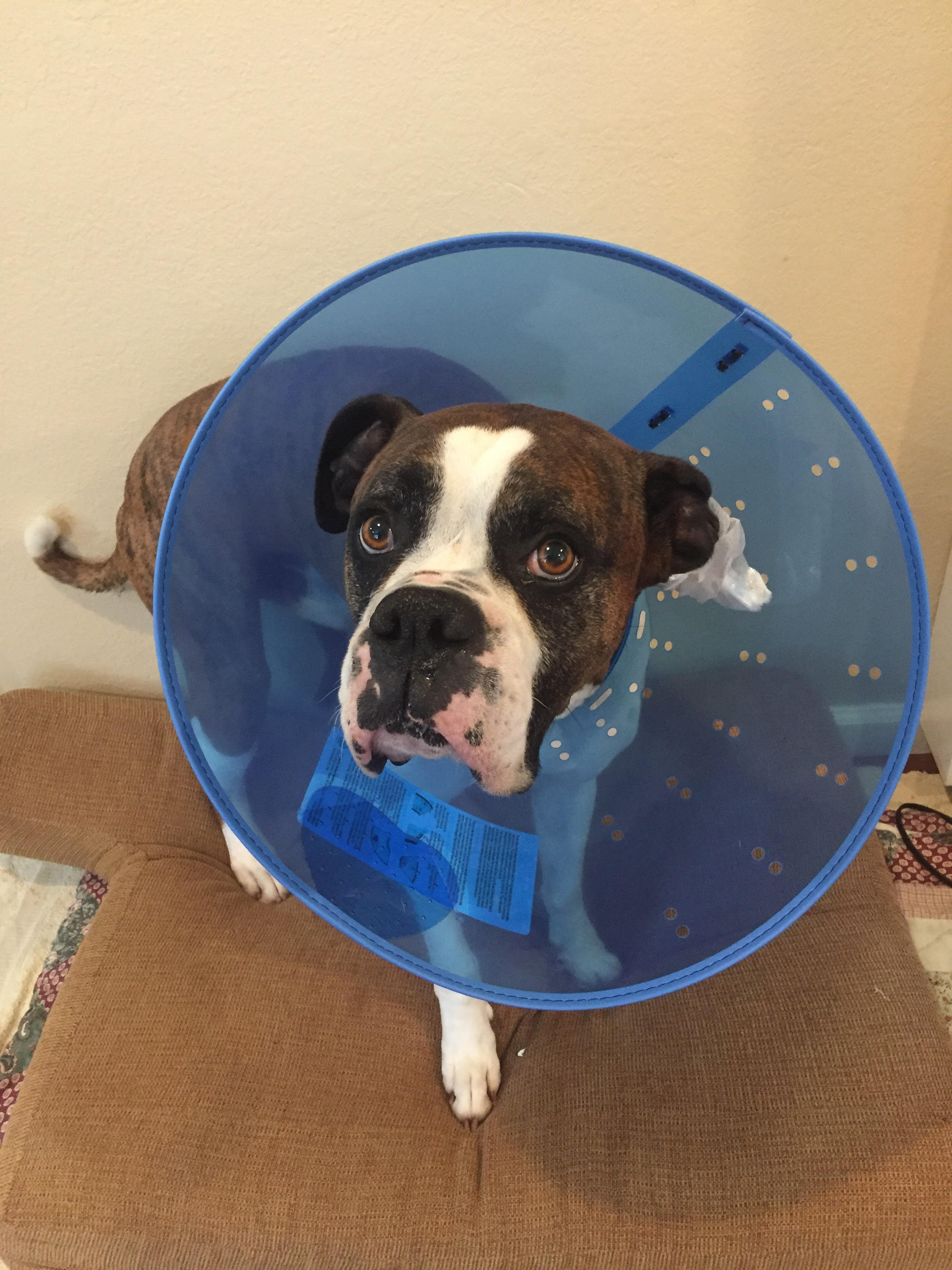 cachorro atacado por pitbull