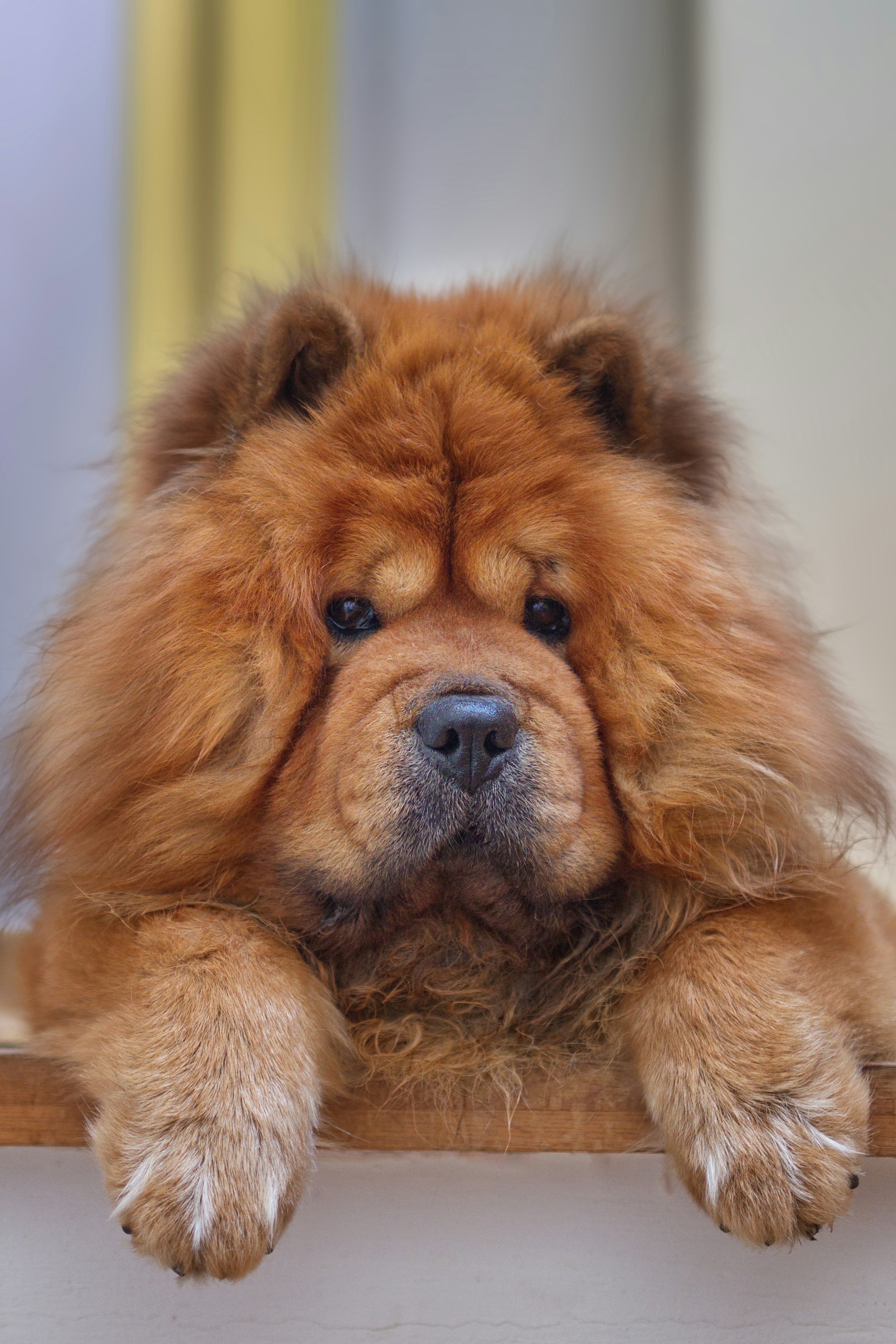 quanto custa um chow chow