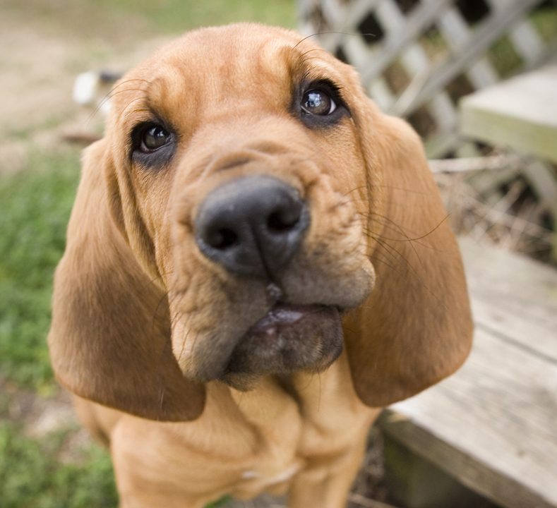 cachorro bloodhound