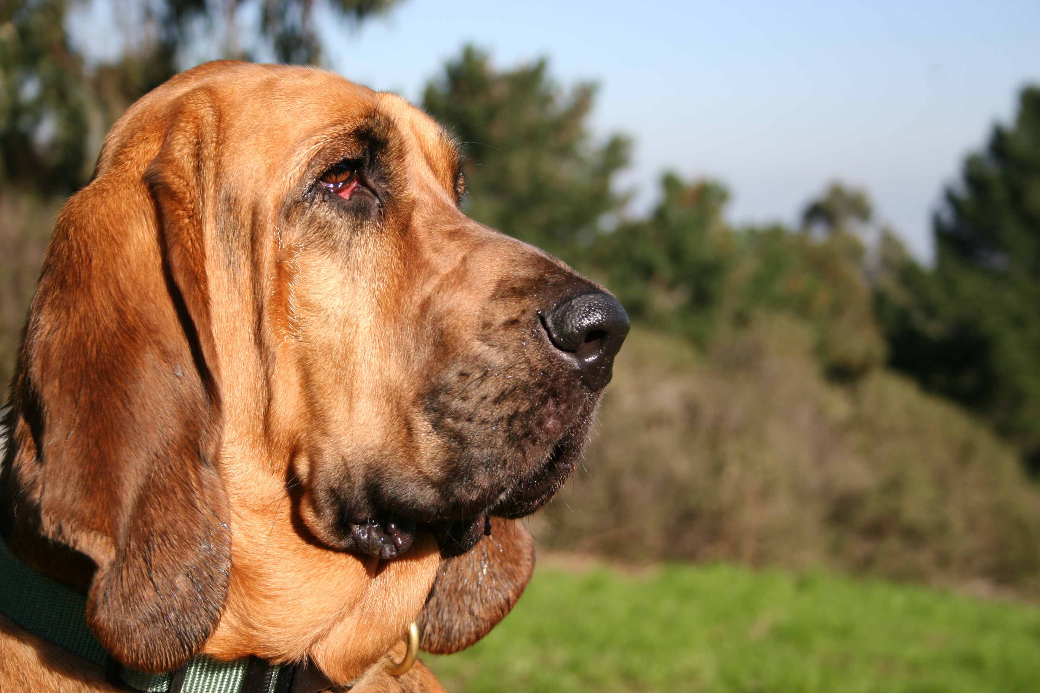 cachorro bloodhound quanto custa