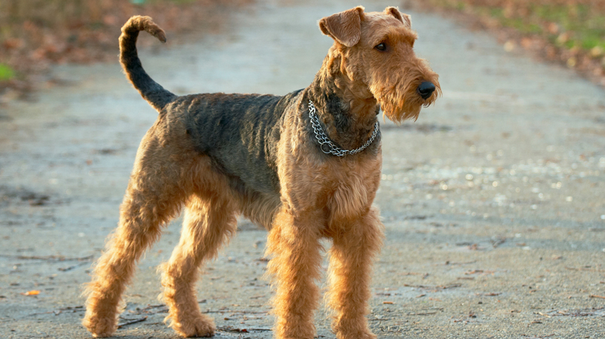 Nomes para Cachorro Airedale Terrier