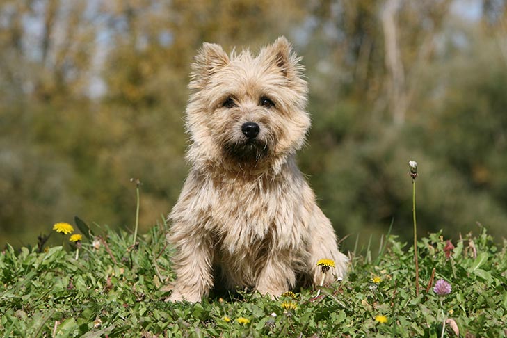 cachorro cairn terrier