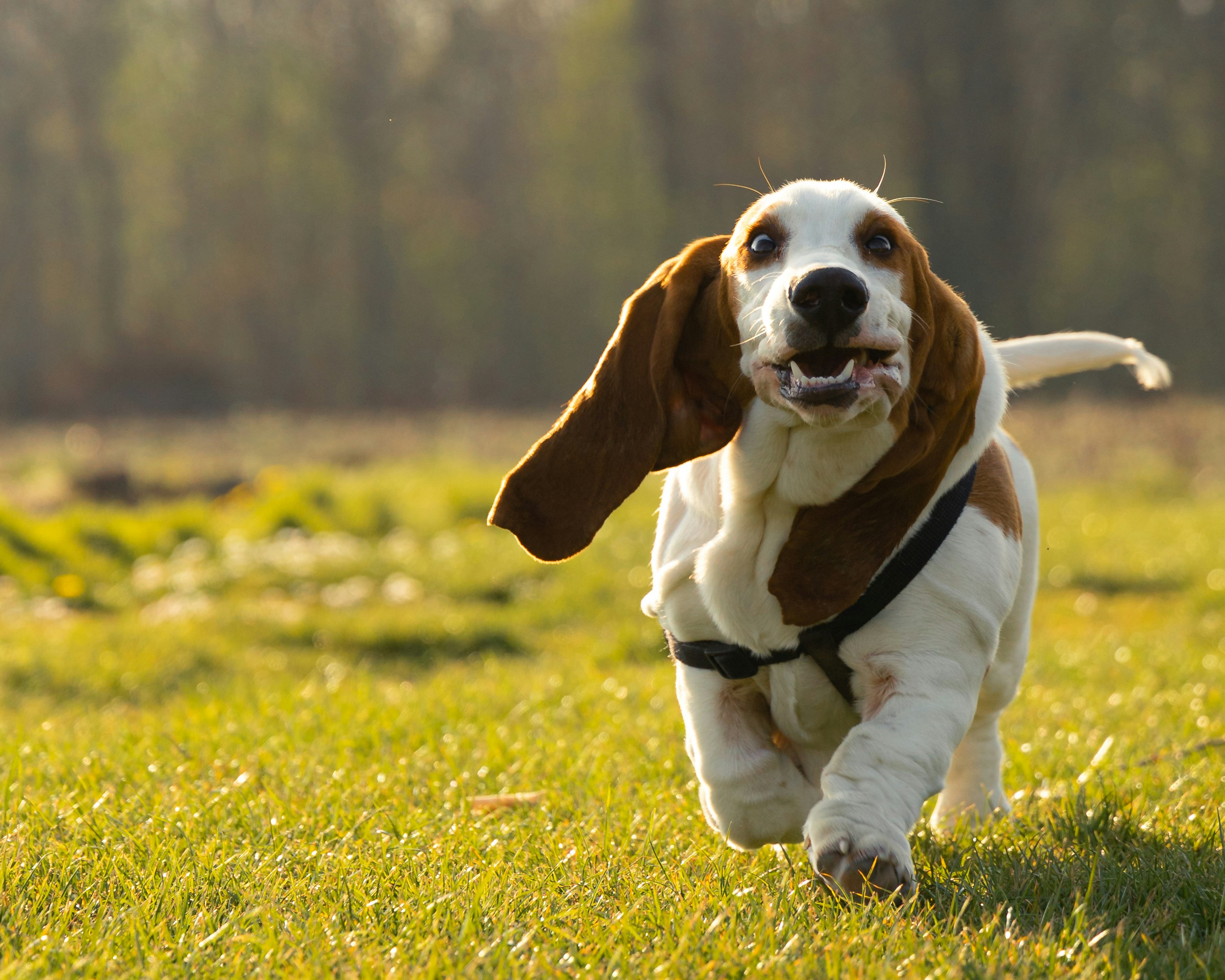 filhote basset hound preco valor