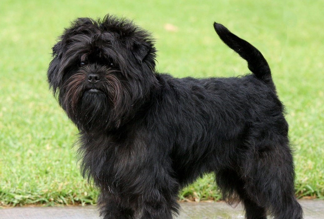 Quanto custa um Affenpinscher? Preços em Atualizados