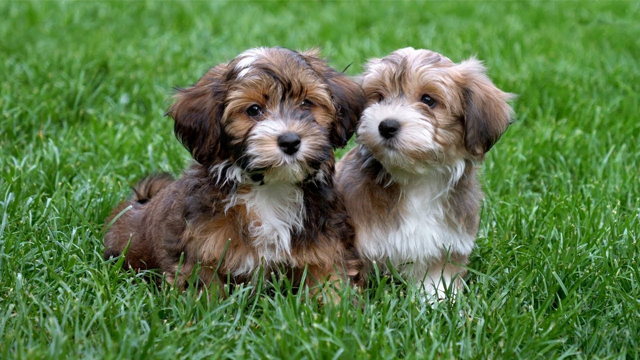 Bichon Havanes marrom