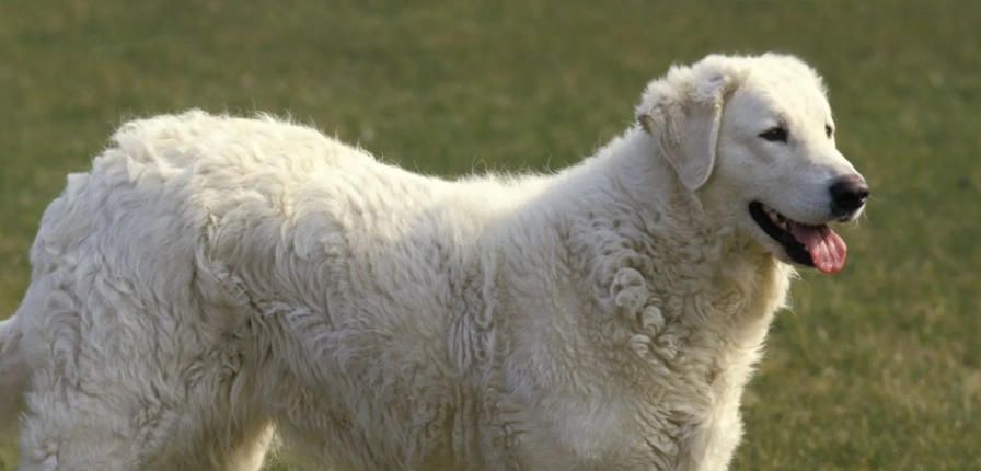 Quanto custa um Kuvasz?