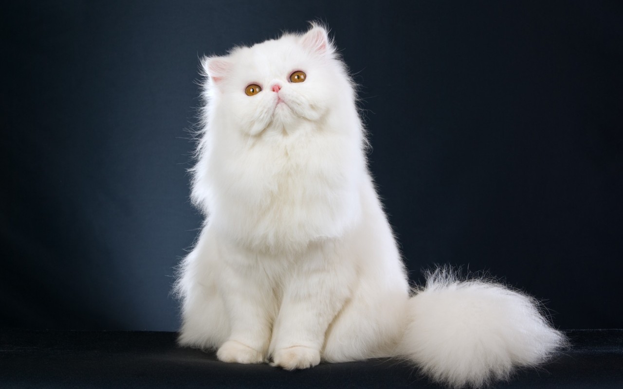 gato himalaio branco