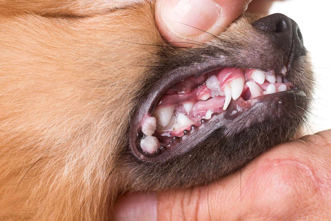 Dor de dente em Cachorro