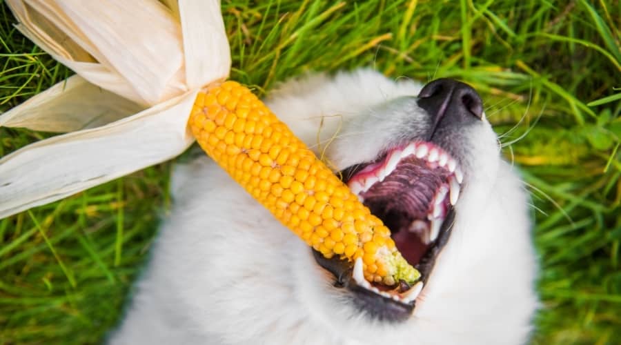 cachorro comendo milho