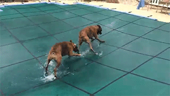 cachorro boxer brincando na piscina