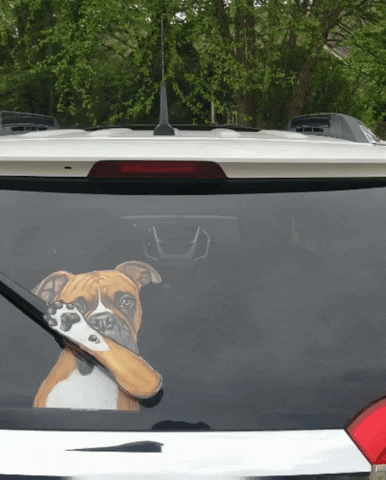 gif e imagem animada do cachorro boxer parabrisas