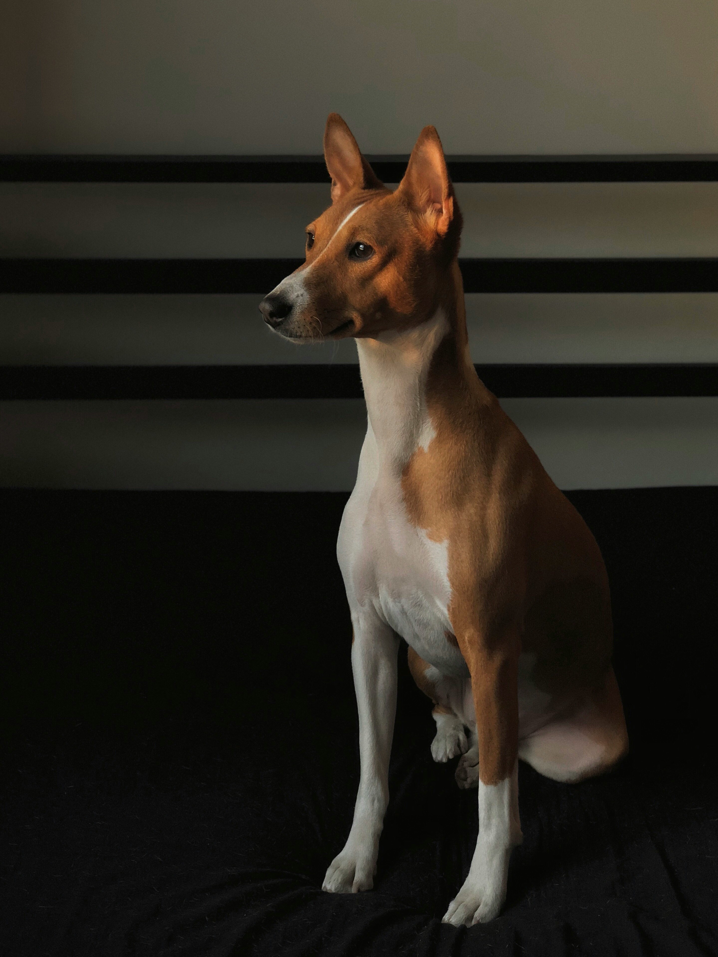 preco basenji cachorro